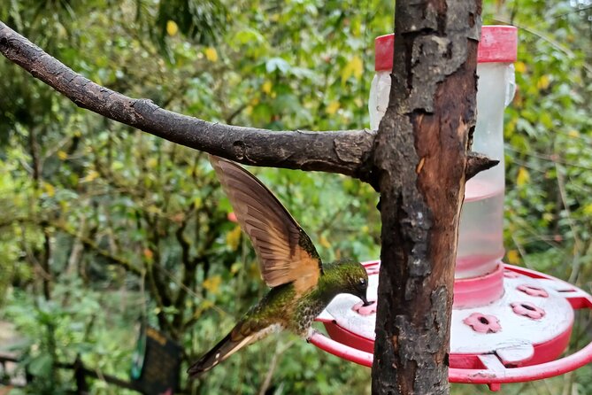 Cocora Valley Tour Hummingbird Circuit