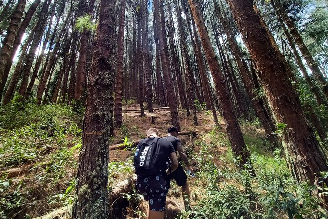 Cocora Valley Tour Unveils Nature's Wonders