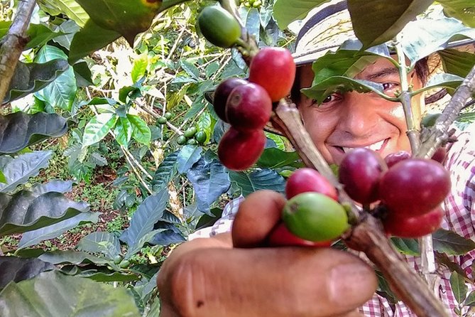 Coffee Plantation Small-Group Tour  - Pereira - Good To Know