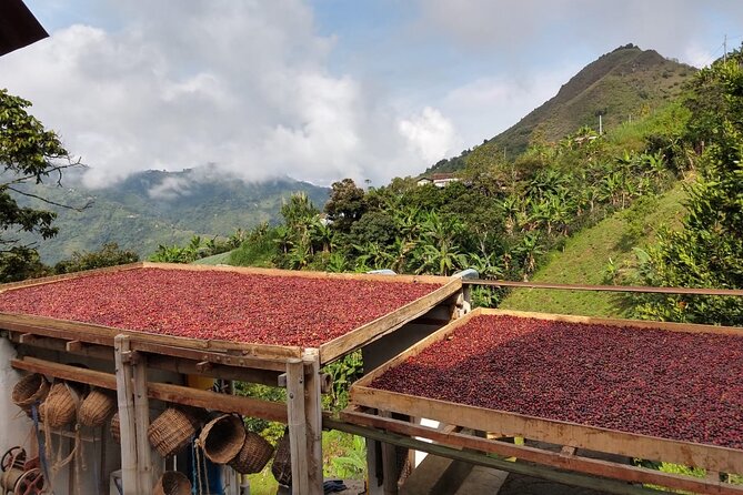 Coffee Tour and Lunch in Medellin - Good To Know