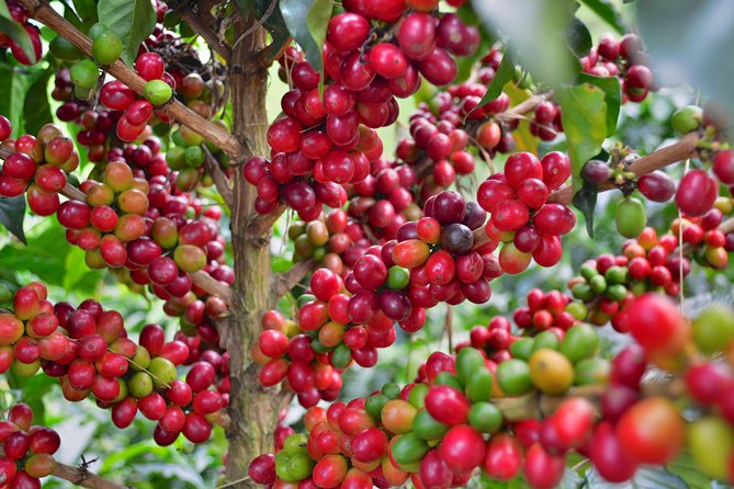 Coffee Tour at the Finca Del Café