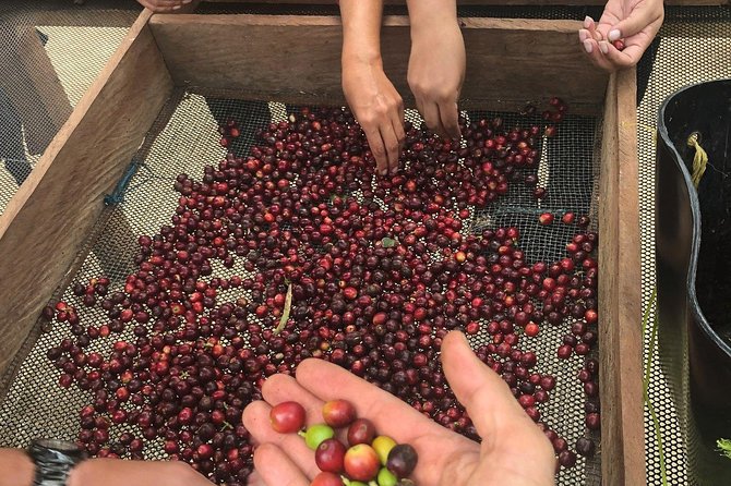 Coffee Tour Finca Jaguar - Tour Highlights
