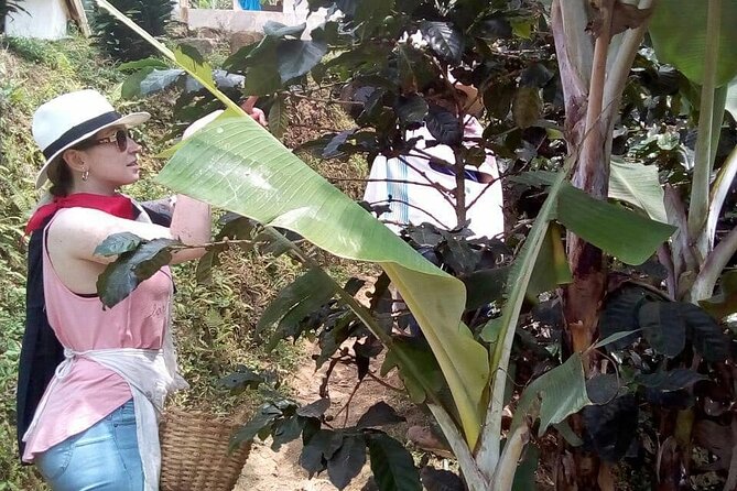 Coffee Tour in Medellin - Good To Know