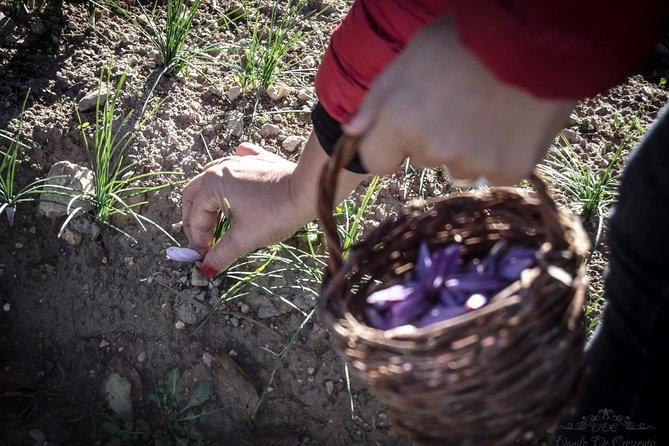 Collect and Taste the Saffron, the Abruzzese Red Gold