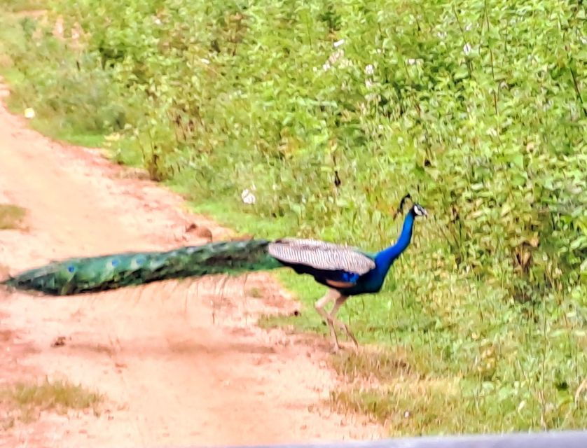 Colombo Airport Tour /06 Days Sri Lanka Tour Package - Tour Duration and Guide Information