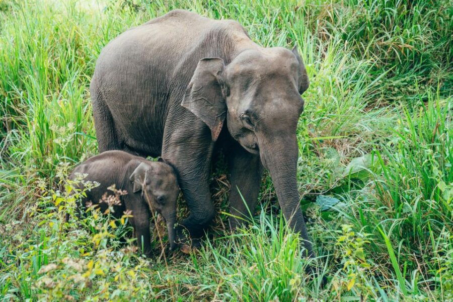 4 Best Safari Tours In Hurulu Forest Reserve