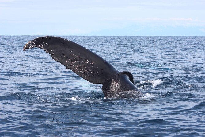 Combo Tour Marino Ballena National Park