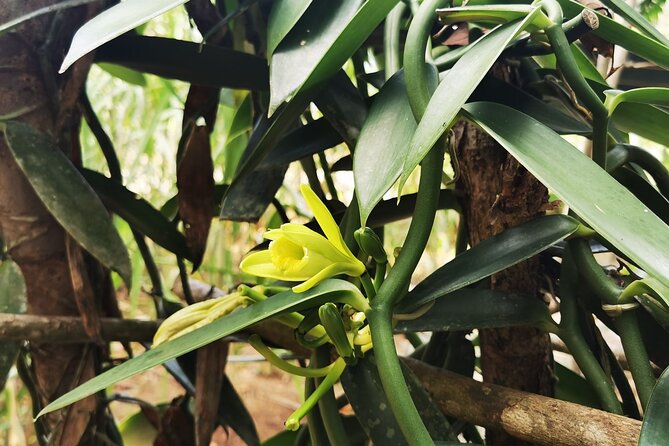 Cooking Class & Medicinal Plants Garden Manuel Antonio
