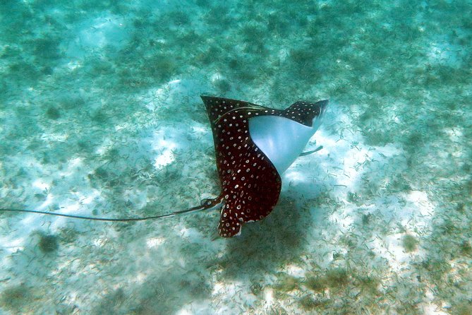 Coral Reef and Turtle Kayak Excursion