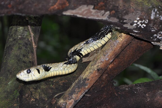 Corcovado Tour-1 Night at Sirena Station-Starting and Finishing in Drake Bay - Good To Know