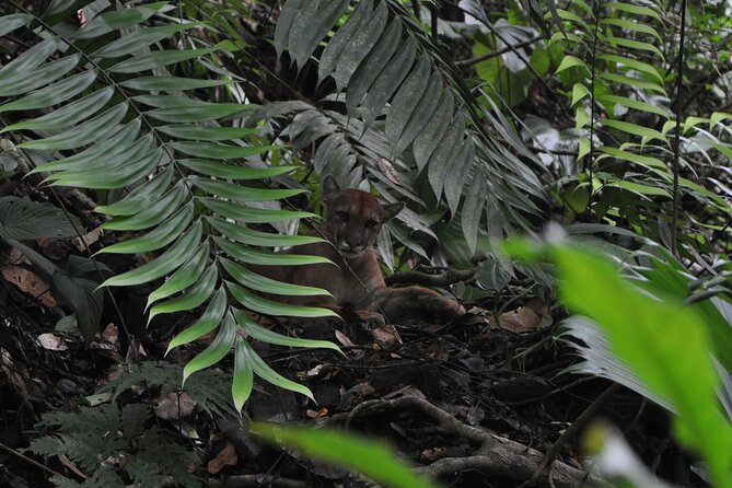 Corcovado Tour-Sirena Day Trip From Drake Bay