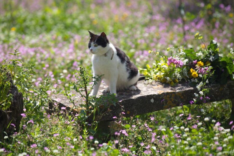 Corfu: Organic Olive Oil Farm Tour With Transfer and Tasting - Good To Know