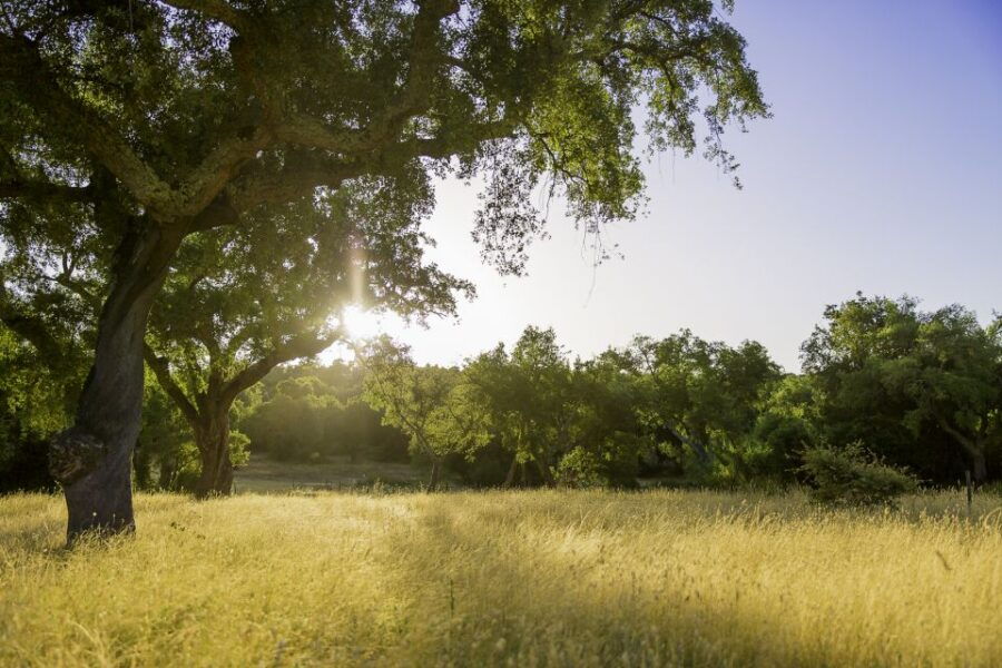 Cork Farm: 4×4 Cork Tour With Optional Lunch