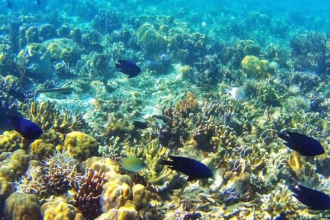 Coron Reefs & Wreck Private Tour - Good To Know