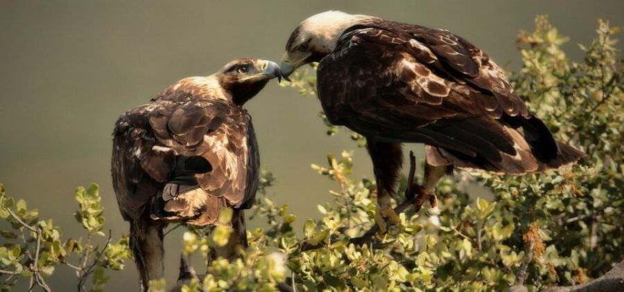 Coruche: 1-Hour Hot Air Balloon Ride at Sunrise - Good To Know