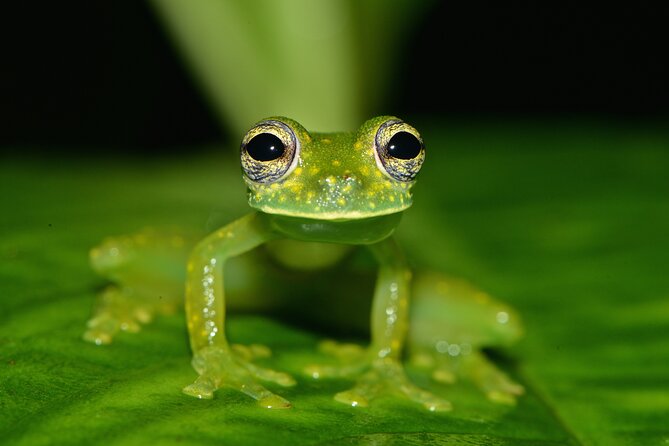 Costa Rica Five Day Wildlife Tour (Feb )