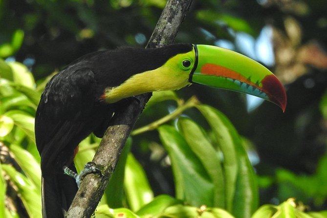Costa Rica's Enthralling Natural History Excursion