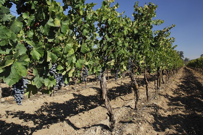 Cousino Macul and Concha Y Toro Wineries Day Trip From Santiago - Good To Know