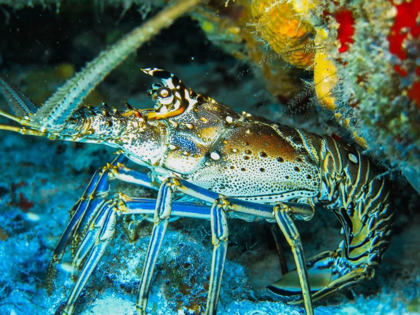 Cozumel: Chankanab Park Day Pass and Snorkeling - Good To Know