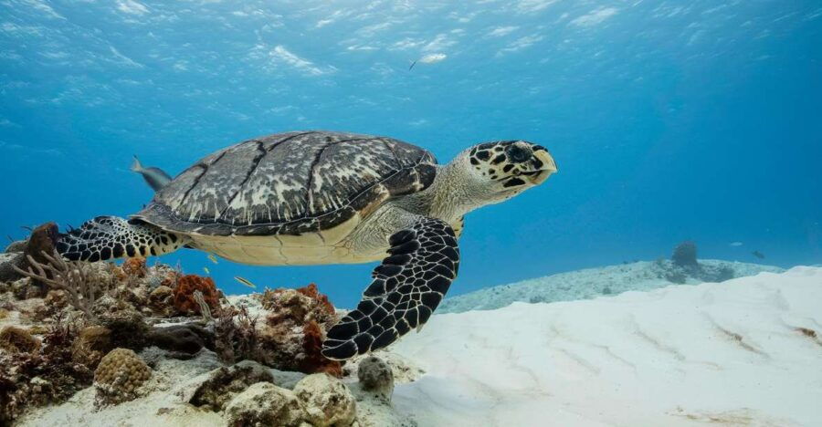 Cozumel Discover Scuba Diving From Boat - Good To Know