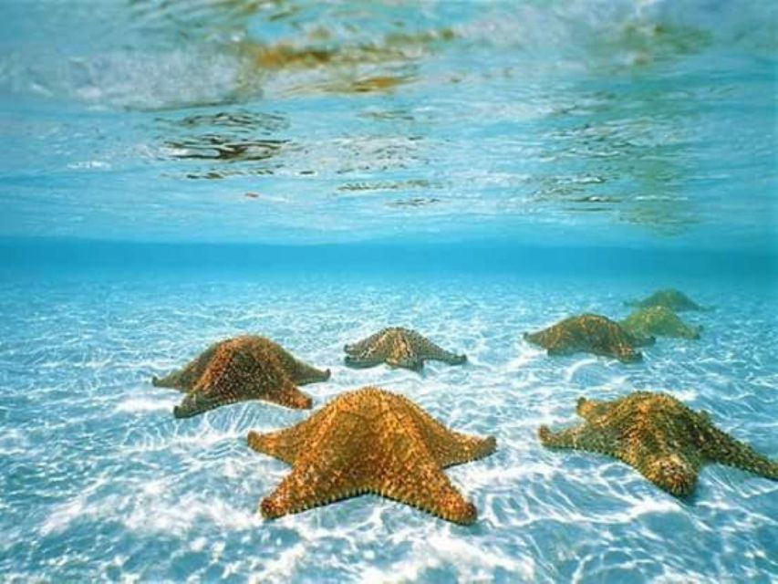 Cozumel: Dive in the World’s Second Largest Coral Reef