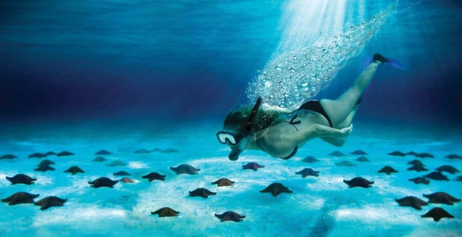 Cozumel: El Cielo & Palancar Snorkel With Open Bar & Ceviche - Good To Know