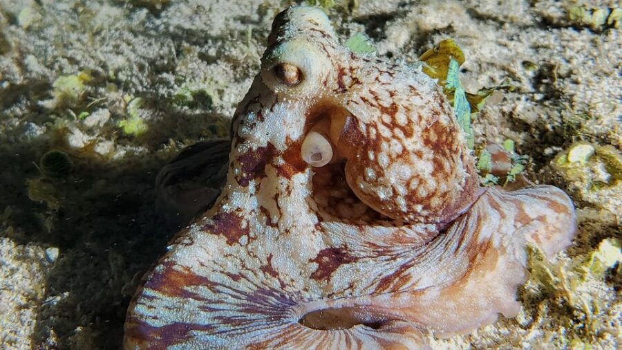 Cozumel: Night Time Snorker Session
