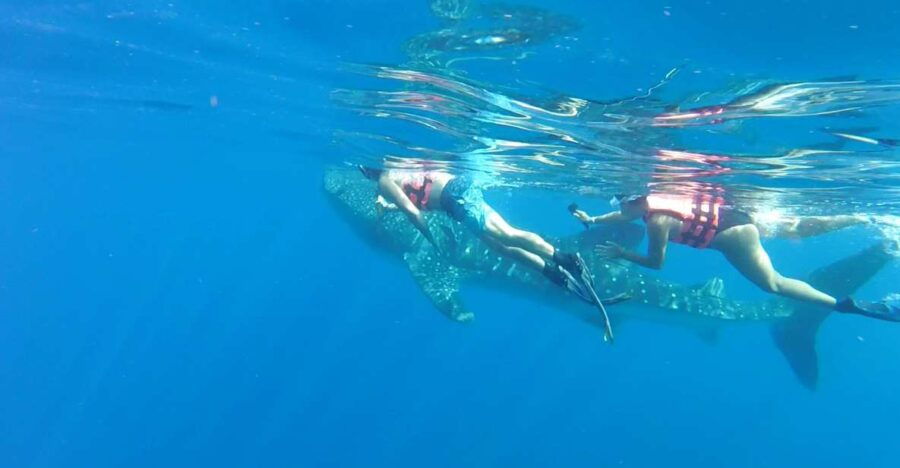 Cozumel: Whale Shark Tour - Good To Know