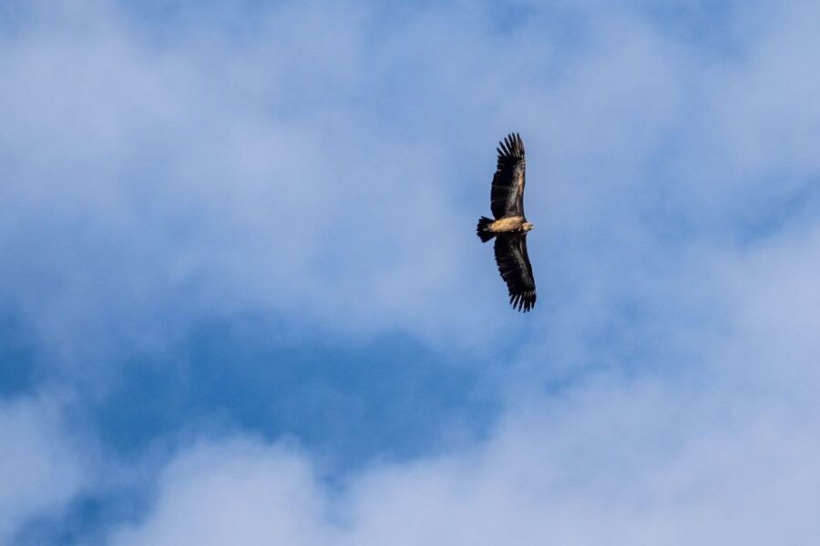Crete: Land Rover Safari With Lunch in Agiofarago & Matala - Good To Know