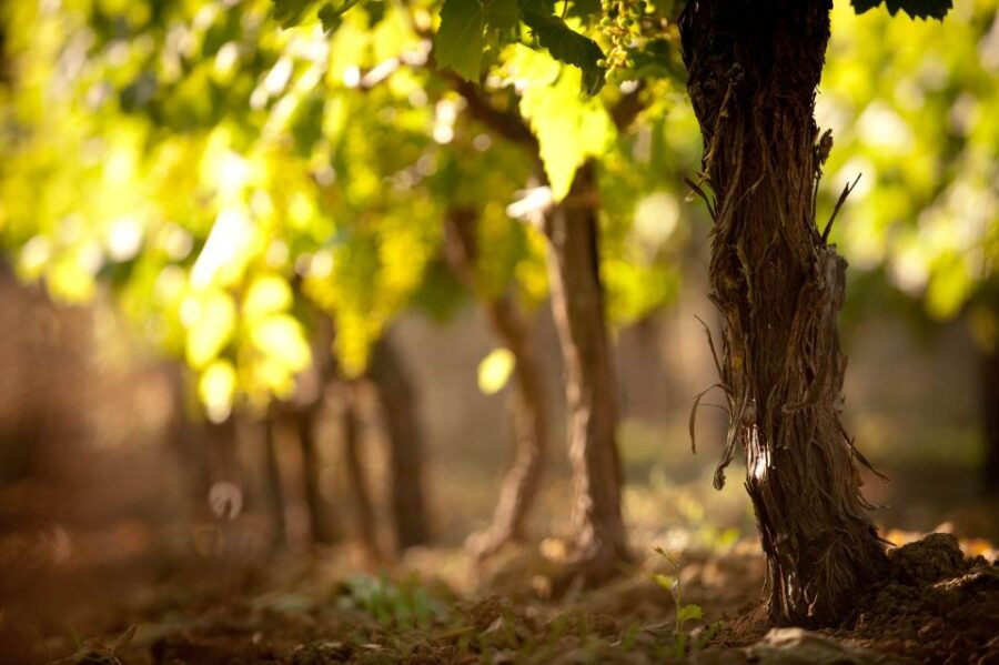 Crete: Small Group Olive Oil, Cretan Wine, Raki Tour & Lunch