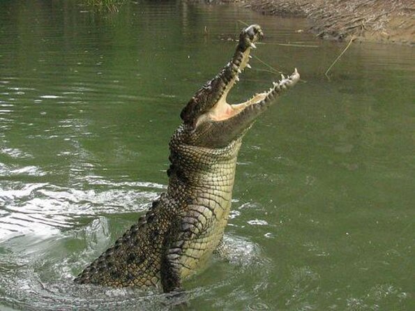 Croc and Wildlife Park Tour With Transfers From Cairns  – Cairns & the Tropical North