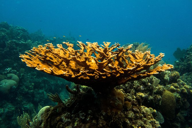 Cruise Excursion – 2 Scuba Dives With Transport (For Certified Divers)