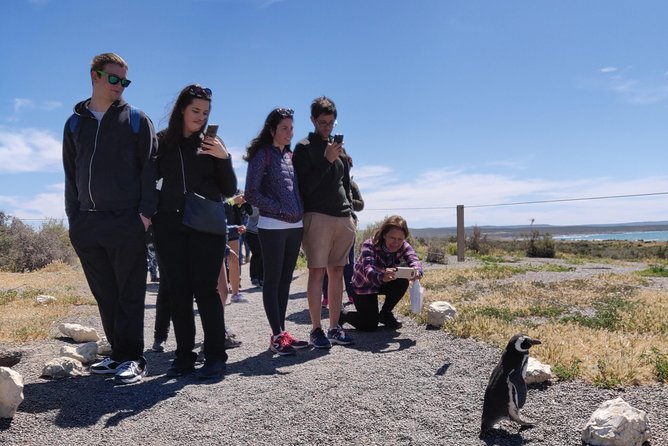 Cruise Shore Excursion Punta Tombo - Tickets Included - Puerto Madryn Patagonia - Good To Know