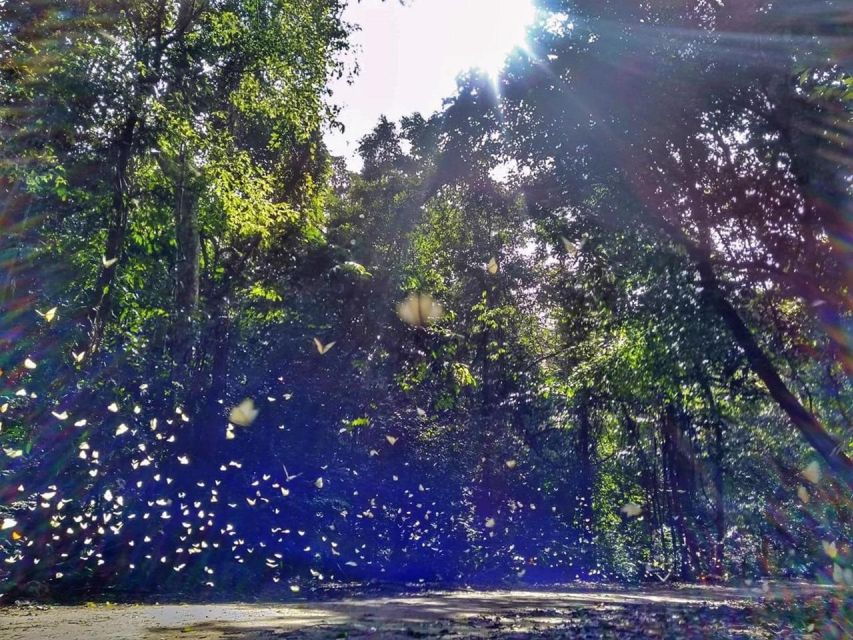 Cuc Phuong Forest - The Forest Of Thousands Of Butterflies - Good To Know