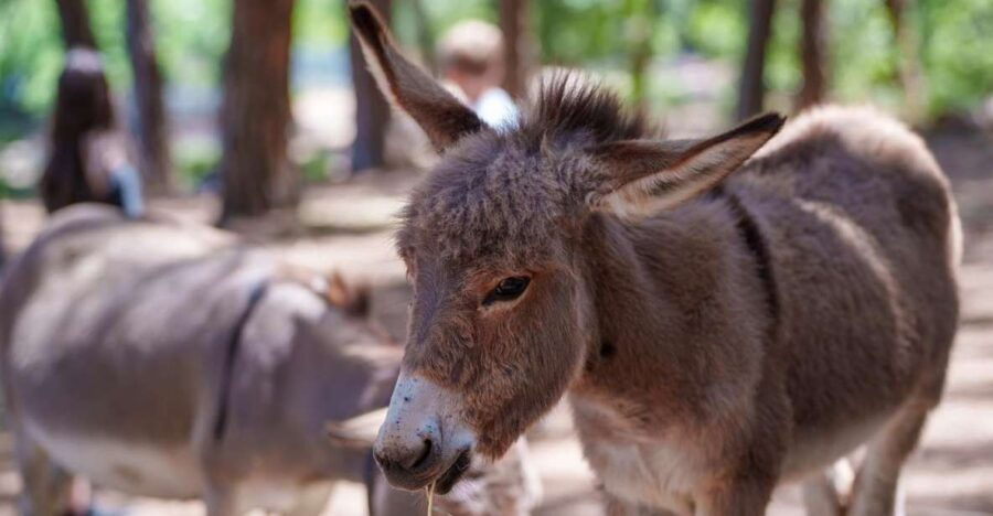 Cuddling and Picnic With Donkeys at the Monte Cresia