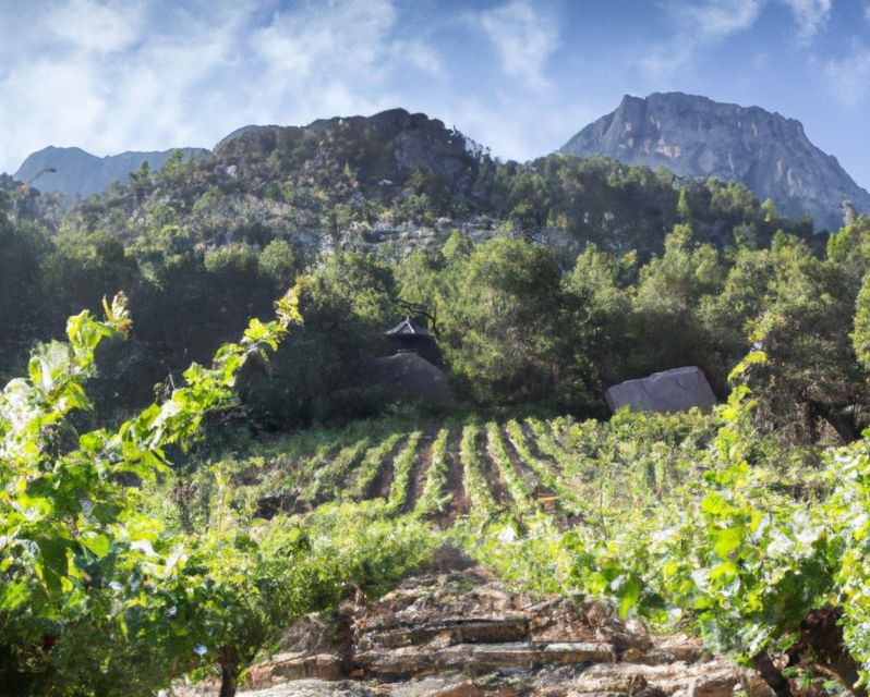 Culinary Treasures: Private Olive Oil and Wine Tasting Tour - Good To Know