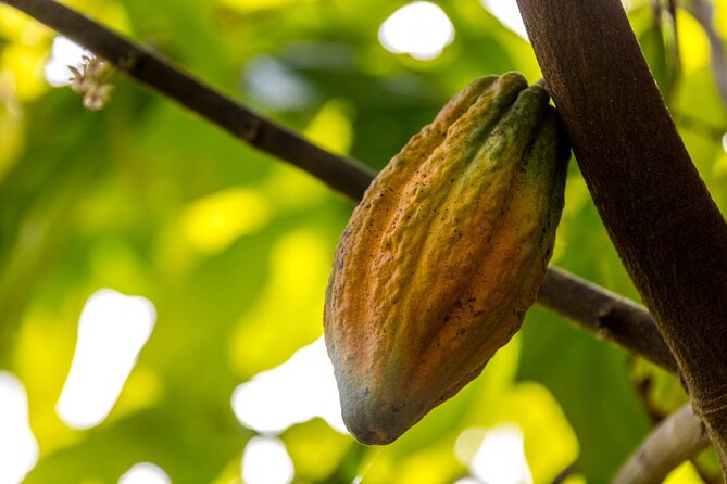 Culture Half Day Tour in Higuey From Punta Cana