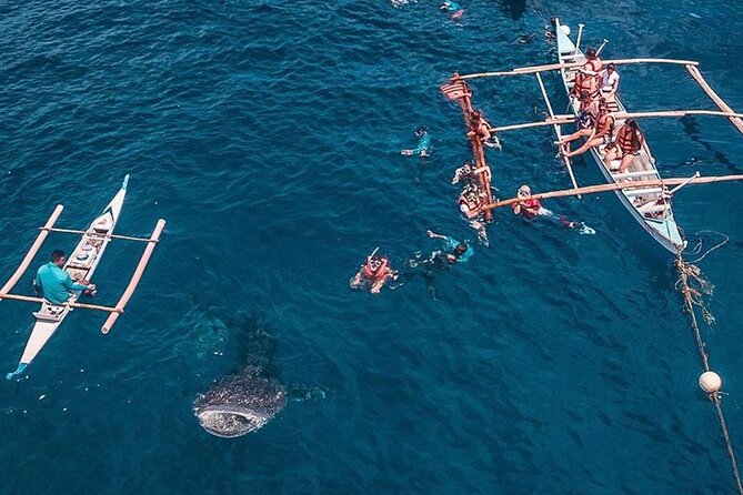 Cycling Cebu to Oslob Tour With Swim With Whale Sharks - Good To Know