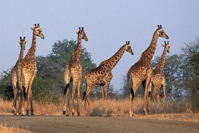 Daily Kruger National Park Safari Private Shuttle