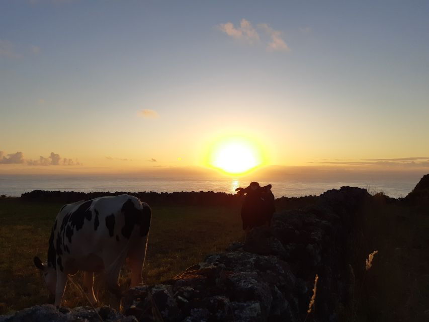 Dairy Farm Visit and Cow Milking Experience in Azores