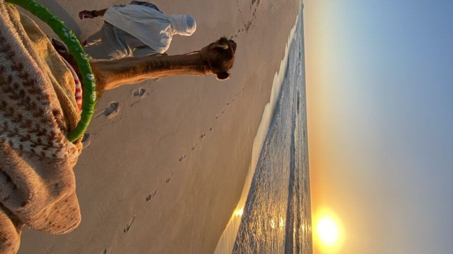 Dakhla Camel Ride