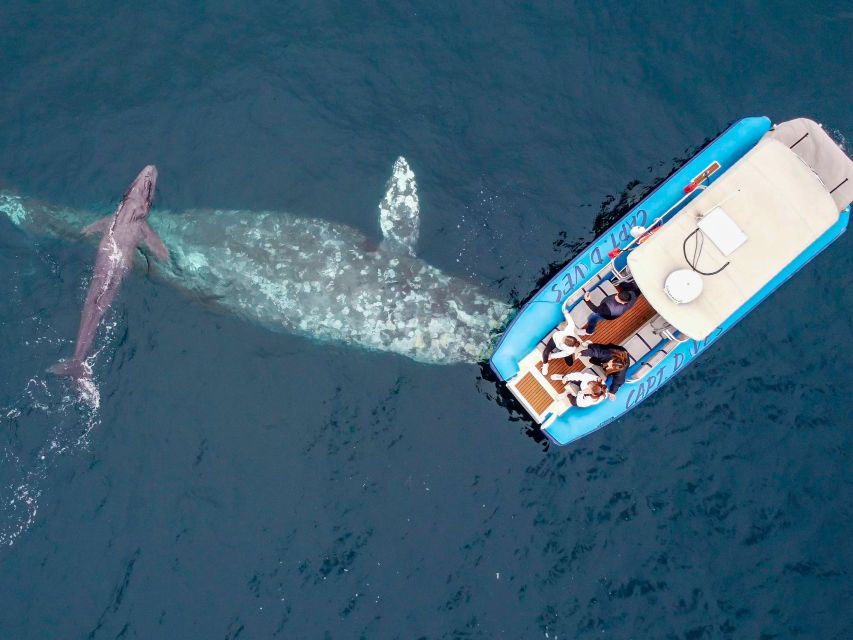 Dana Point Fast & Fun Zodiac-Style Dolphin & Whale Watching - Good To Know