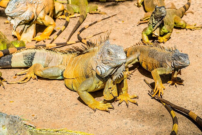Daniel Johnson,Iguana Farm & Island Tour