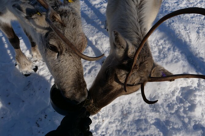 Day in Inari - Siida Museum, Open Fire Lunch & Reindeer Farm - Good To Know
