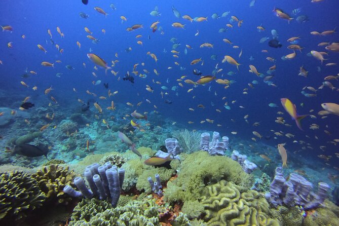 Day Trip Discover Scuba Dive in Nusa Penida 2 Dives (From Sanur - South Bali) - Good To Know
