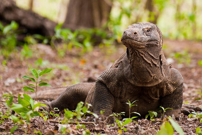 Day Trip Explore Komodo Park & Snorkeling