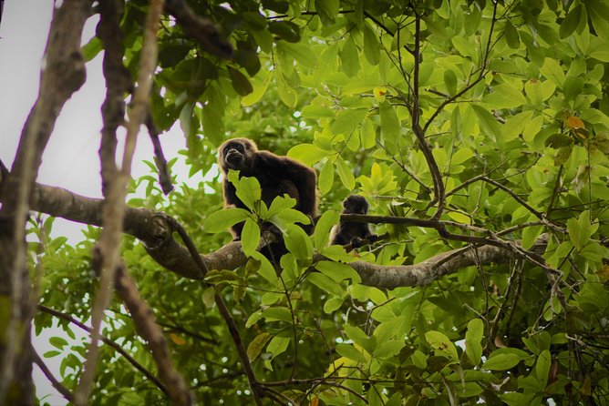 Day Trip From Guayaquil,Howler Monkey Trail and Visit to a Cacao Farm. - Good To Know