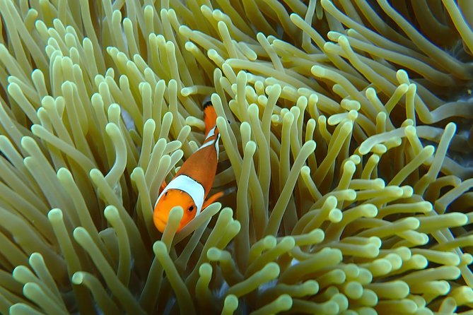 Day Trip From Nusa Lembongan With Snorkeling