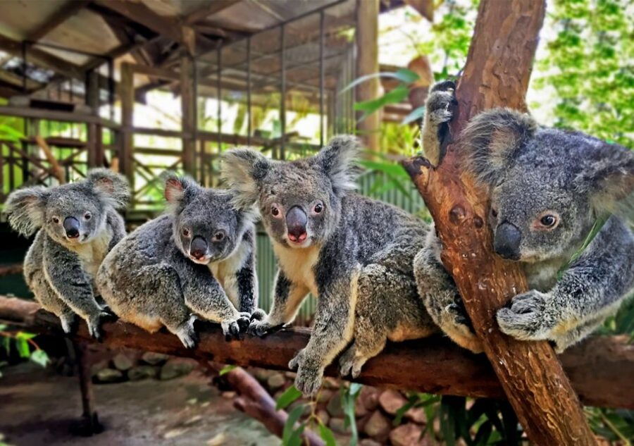 Day Trip: Rainforest & Aboriginal Culture Tour - Good To Know