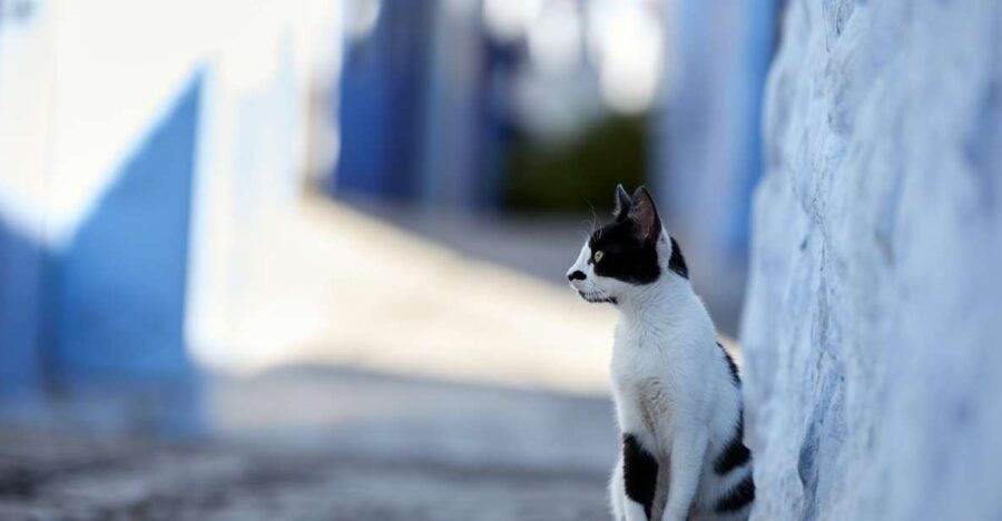 Day Trip To Chefchaouen